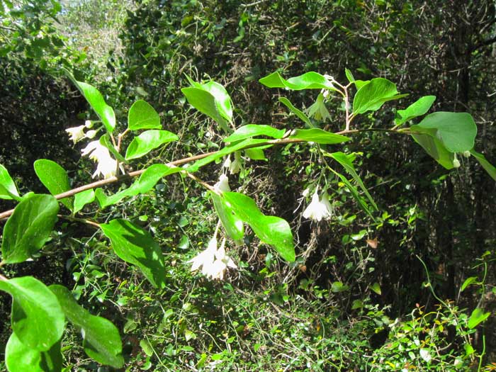 Aliboufier, Styrax officinalis L.