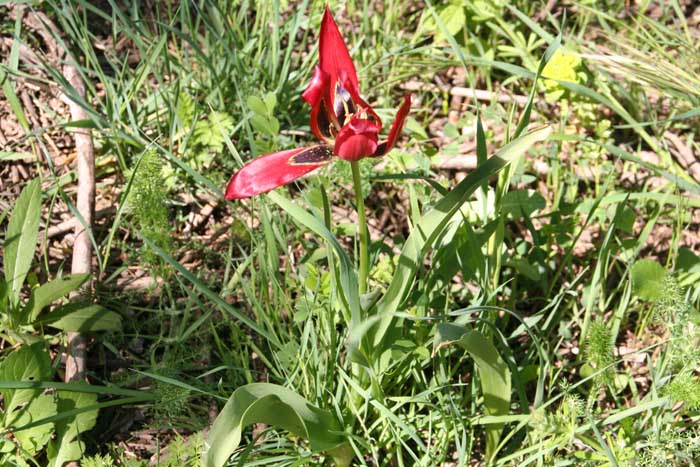 Tulipe d'Agen, Tulipa agenensis