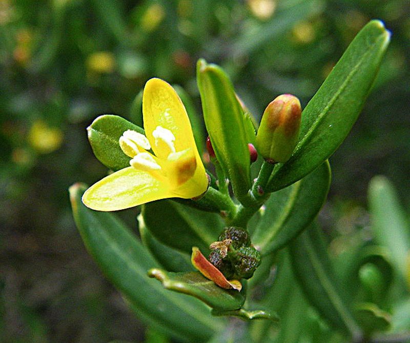 Camelée, Cneorum tricoccon-L.