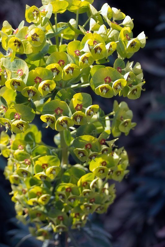 Euphorbe characias, Euphorbia characias L.