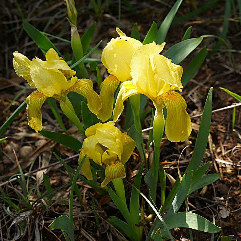 Iris jaunâtre, Iris lutescens Lam.