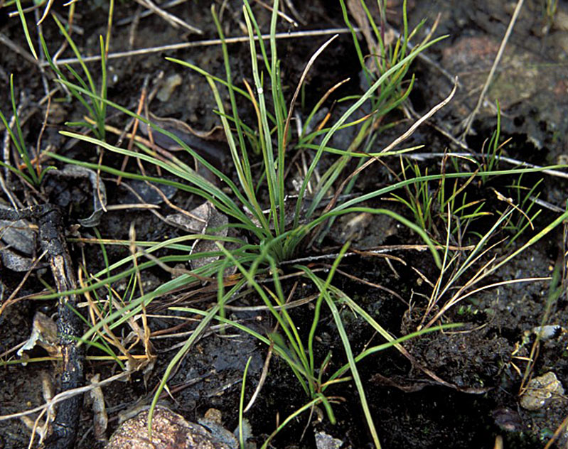 Plusieurs plants rapprochés d’Isoètes de Durieu, Isoetes duriei Bory.
