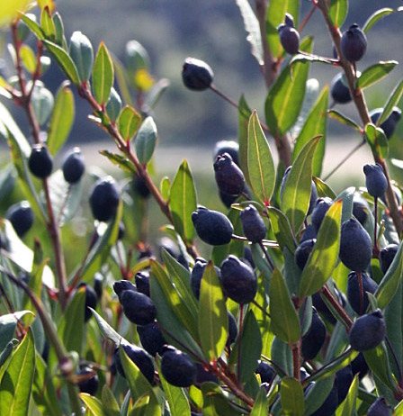 Détail d’un buisson de Myrte, Myrtus communis L., en graines.