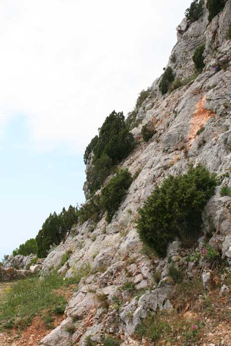Genévrier de Phénicie, Juniperus phoenicea L.