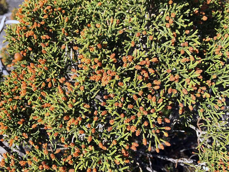 Genévrier de Phénicie, Juniperus phoenicea L.