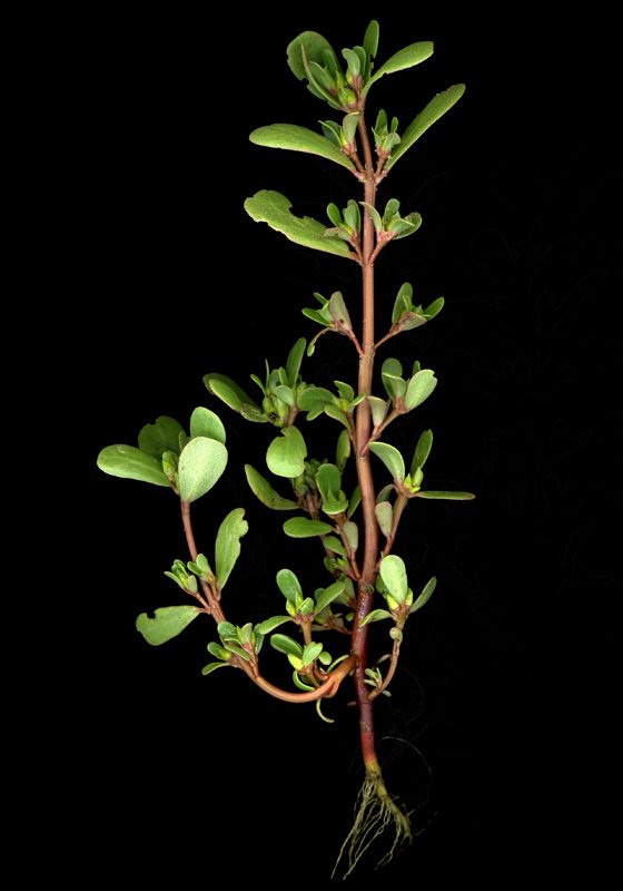 Pourpier, Portulaca-oleracea
