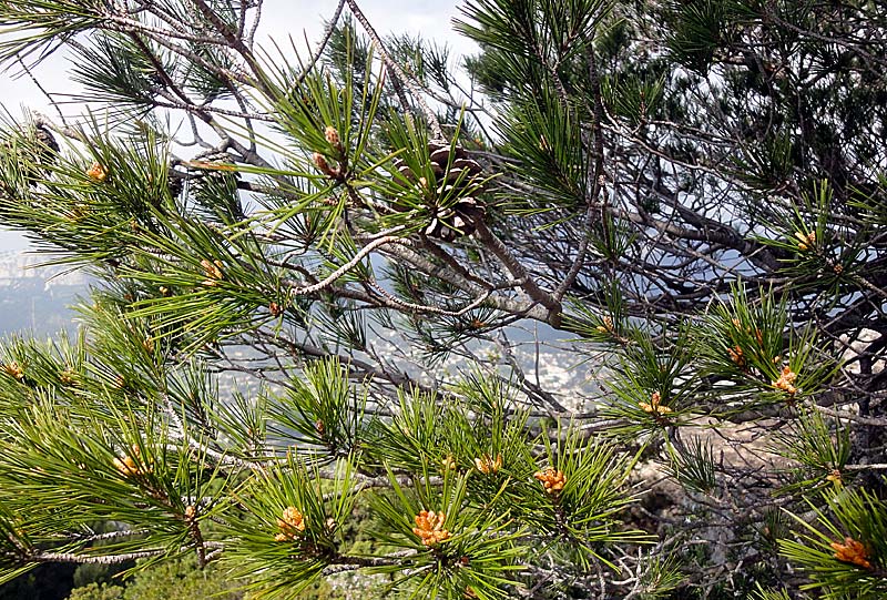 Détail, branches de Pin d'Alep, Pinus halepensis.