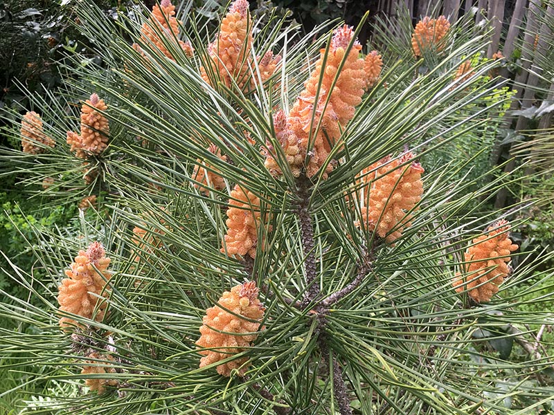Pin maritime, Pinus pinaster Aiton.