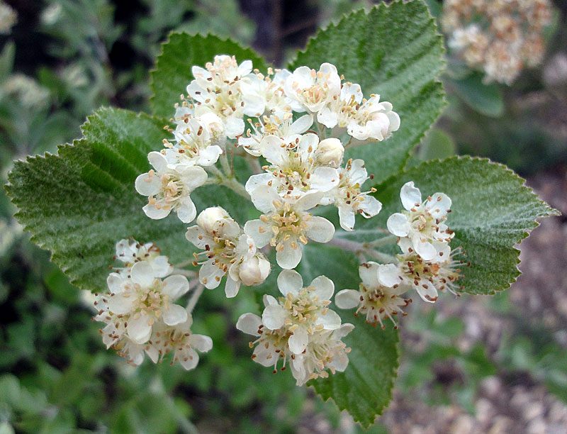 Alisier blanc, Sorbus aria