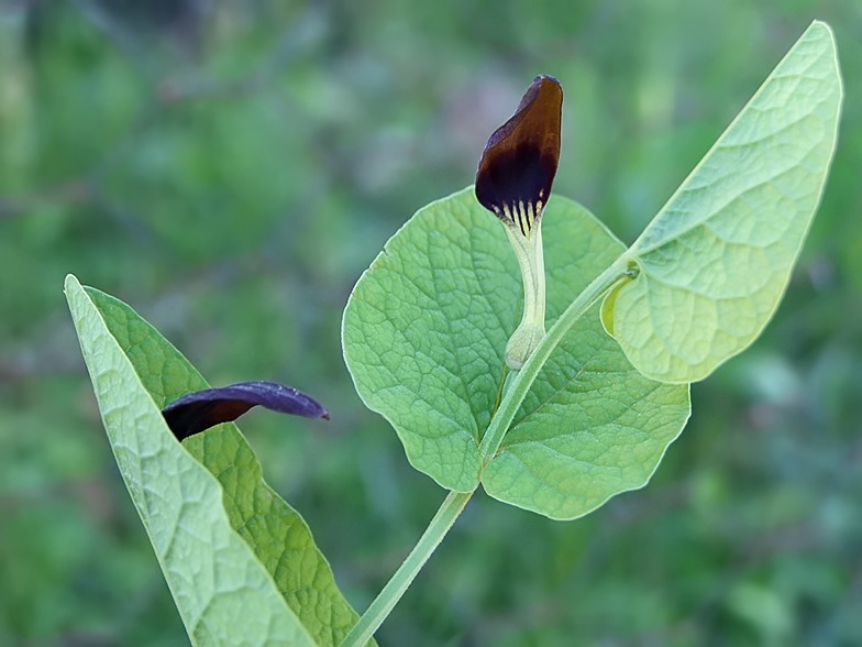 Aristoloche à feuilles rondes, Aristolochia rotunda-L.