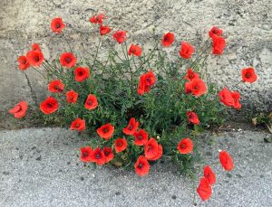 Coquelicot, Papaver rhoeas L.