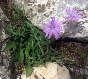 Laitue vivace, Lactuca perennis.