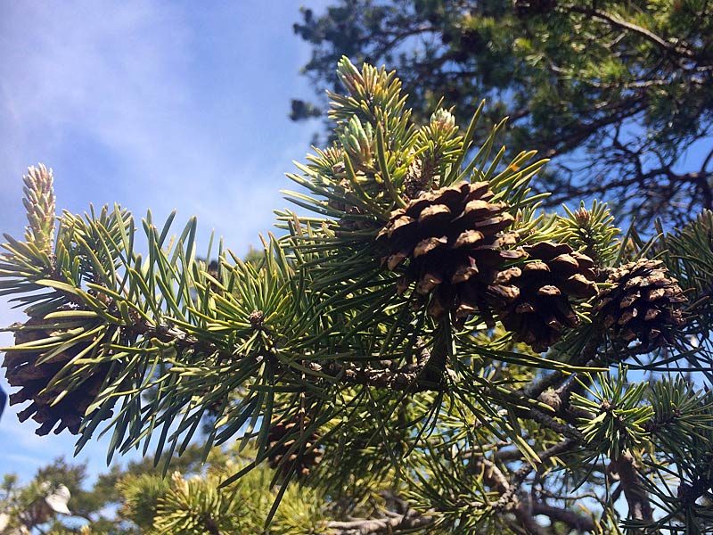 Pin sylvestre, Pinus sylvestris L.
