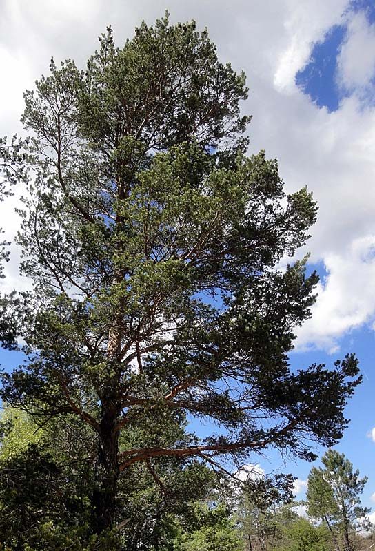 Pin sylvestre, Pinus sylvestris L.