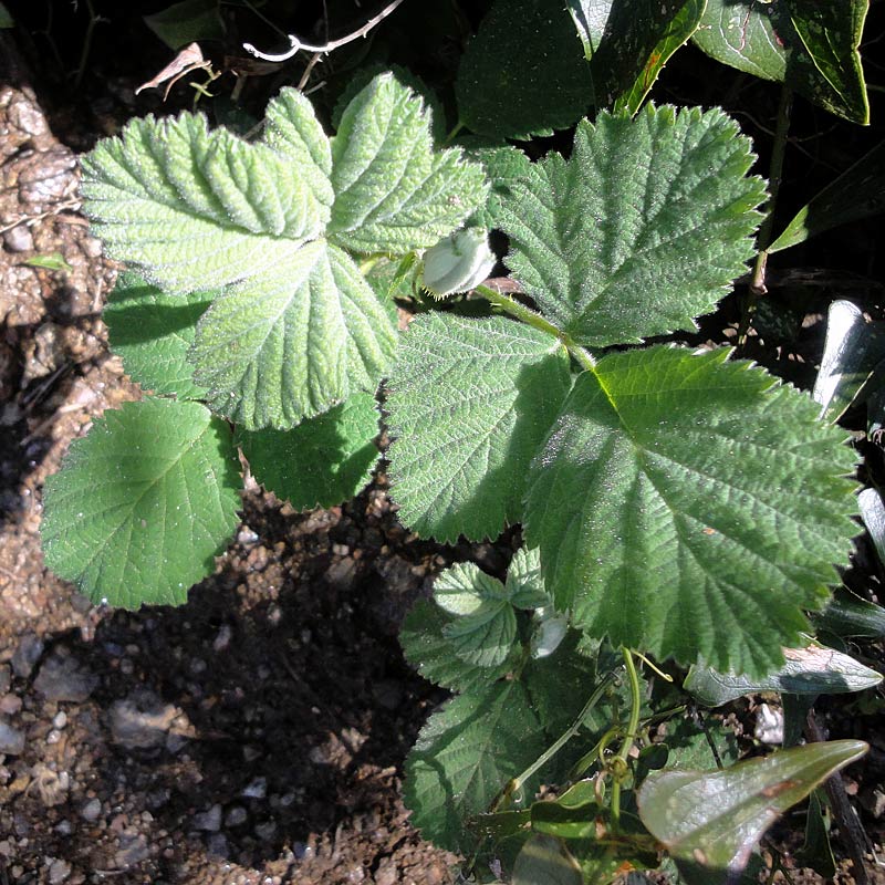 Ronce blanche, Rubus