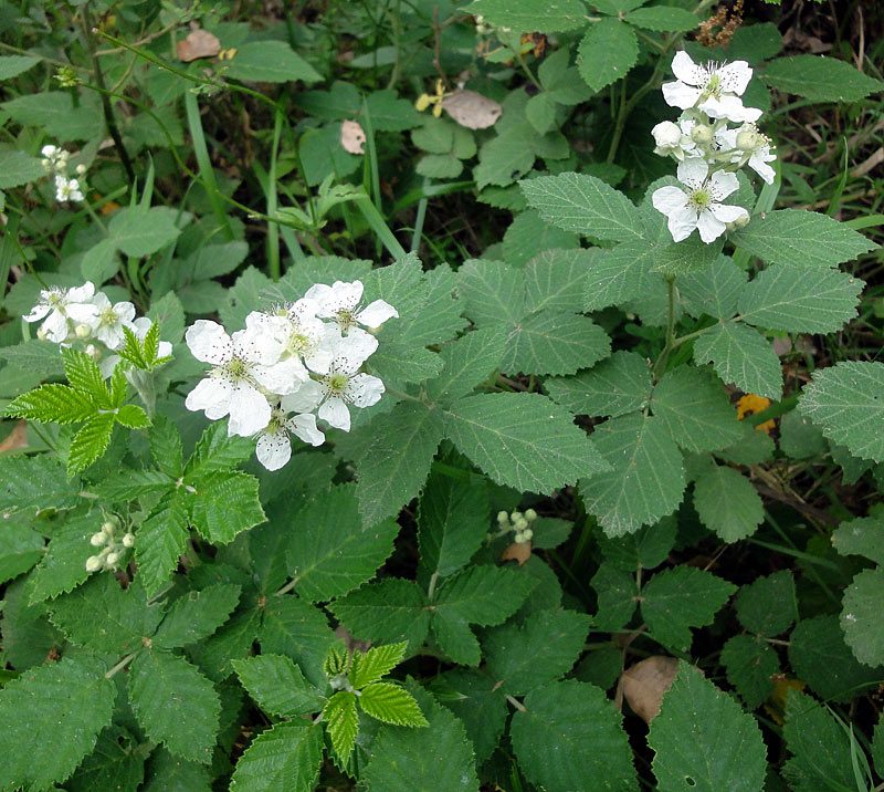 Ronce blanche, Rubus.