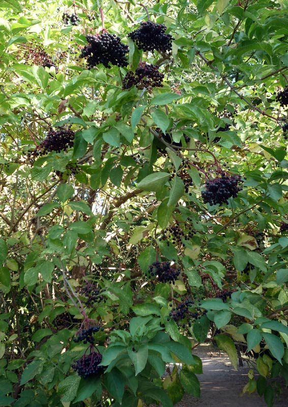Sureau noir, Sambucus nigra
