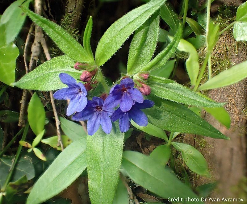 Grémil bleu pourpre, Lithospermum purpurocaeruleum L.