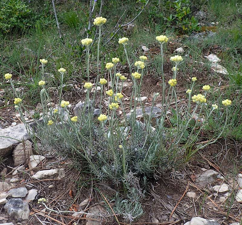 Immortelle, Helichrysum stoechas L.