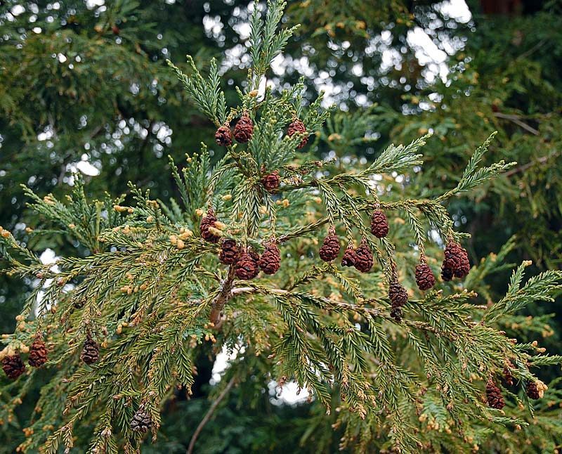 Séquoia à feuilles d'If, Sequoia sempervirens