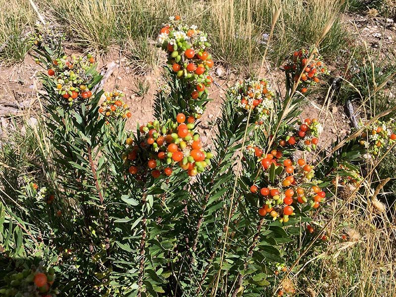 Tiges avec fleurs et fruits de Daphné garou, Daphne gnidium L.