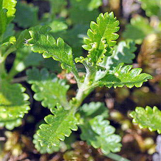 Germandrée petit-chêne, Teucrium chamaedrys L.