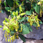 Chêne vert, Quercus ilex L.