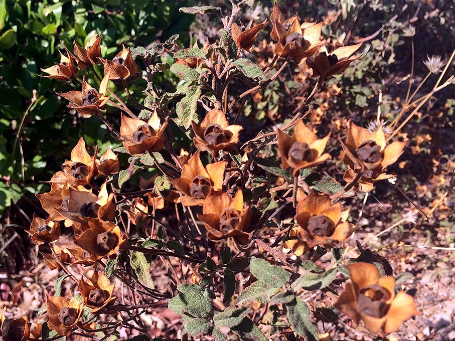 Ciste à feuilles de Sauge, Cistus salviifolius