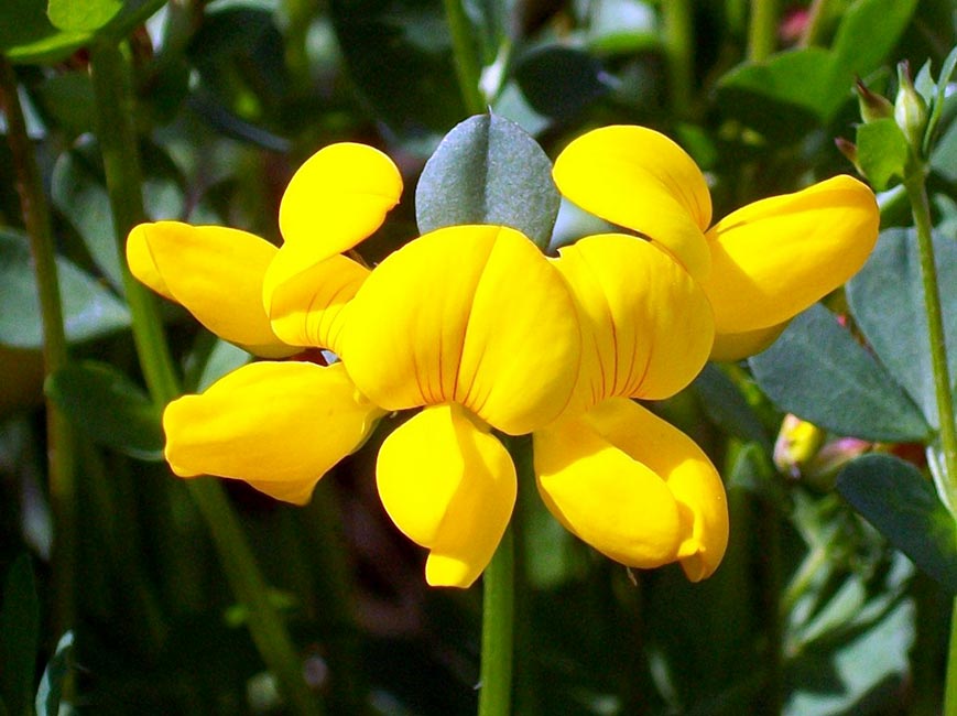 Lotier corniculé, Lotus corniculatus L.