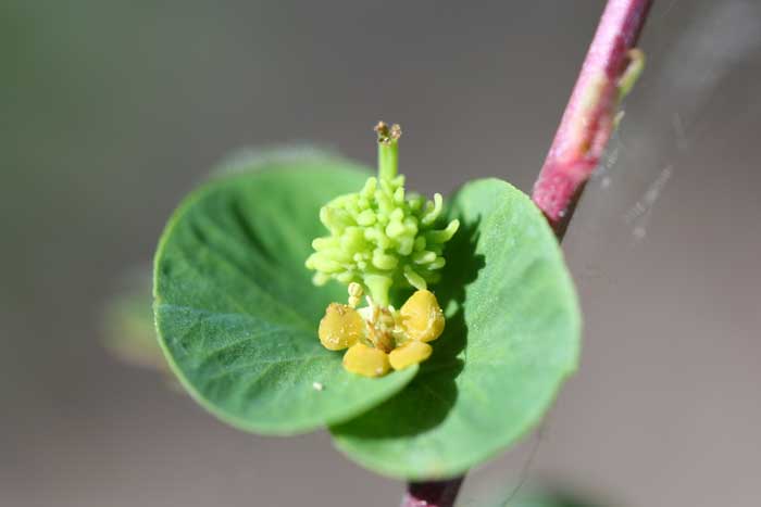 Euphorbe de Duval, Euphorbia duvalii.