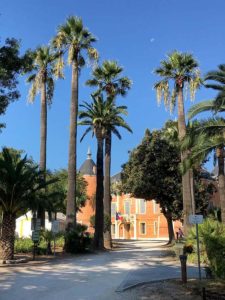 Palmier de Californie, Washingtonia filifera