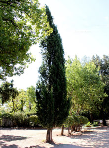 Cyprès commun, Cupressus sempervirens.