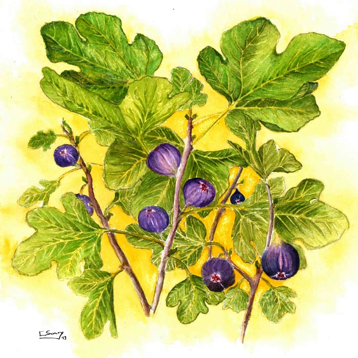 Sévery Christian, Figues (dessin).